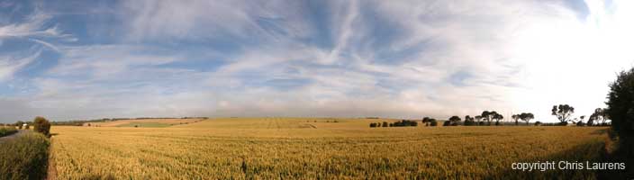 Wheat%20field%200000